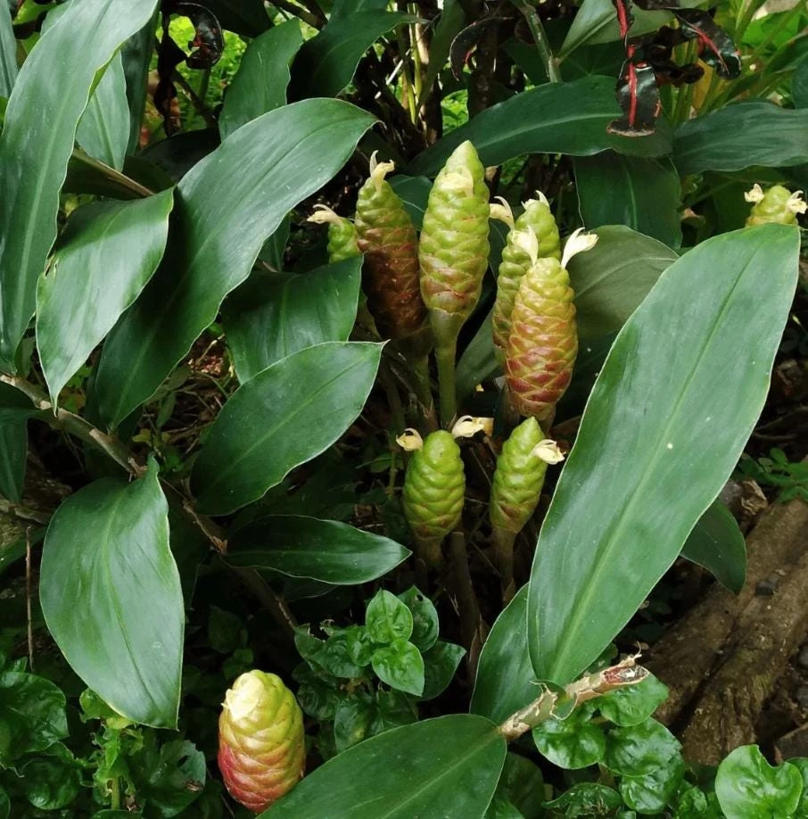 Set of 2 Shampoo Ginger Roots for Planting - Zingiber Zerumbet Outdoor - Image 5