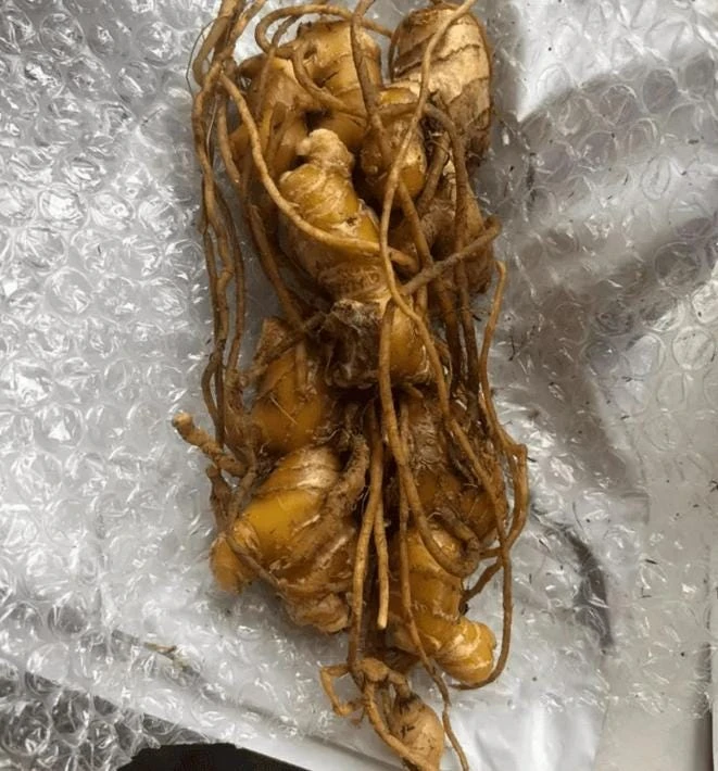 Set of 2 Shampoo Ginger Roots for Planting - Zingiber Zerumbet Outdoor - Image 6