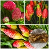 Set of 2 Shampoo Ginger Roots for Planting - Zingiber Zerumbet Outdoor - Image 1