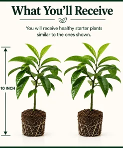 Set of 2 Soursop Live Plants, Guanabana Tropical Fruit Tree, 5-10 Inches Tall - Image 2