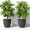 Set of 2 Soursop Live Plants, Guanabana Tropical Fruit Tree, 5-10 Inches Tall - Image 1