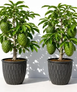 Set of 2 Soursop Live Plants, Guanabana Tropical Fruit Tree, 5-10 Inches Tall - Image 1