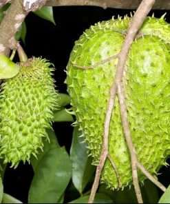 Set of 2 Soursop Live Plants, Guanabana Tropical Fruit Tree, 5-10 Inches Tall - Image 6