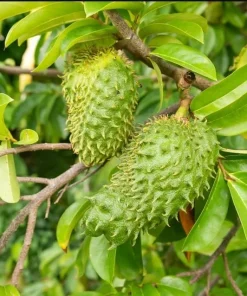 Set of 2 Soursop Live Plants, Guanabana Tropical Fruit Tree, 5-10 Inches Tall - Image 7