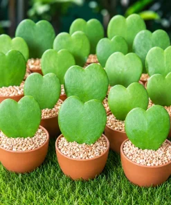 Set of 2 Sweetheart Hoya Live Plants, Heart Leaf Succulent, 4-8 Inch Tall - Image 2