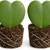 Set of 2 Sweetheart Hoya Live Plants, Heart Leaf Succulent, 4-8 Inch Tall - Image 1