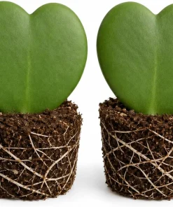 Set of 2 Sweetheart Hoya Live Plants, Heart Leaf Succulent, 4-8 Inch Tall - Image 1