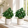 Set of 2 Syngonium Wendlandii Live Plants - 4-8 Inch Tall Tropical Houseplants - Image 1