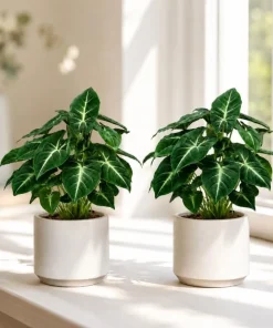 Set of 2 Syngonium Wendlandii Live Plants - 4-8 Inch Tall Tropical Houseplants - Image 1