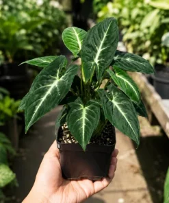 Set of 2 Syngonium Wendlandii Live Plants - 4-8 Inch Tall Tropical Houseplants - Image 2