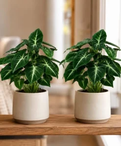 Set of 2 Syngonium Wendlandii Live Plants - 4-8 Inch Tall Tropical Houseplants - Image 3