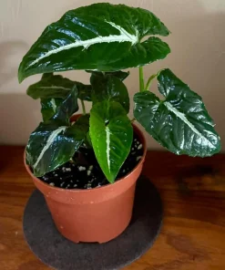 Set of 2 Syngonium Wendlandii Live Plants - 4-8 Inch Tall Tropical Houseplants - Image 4