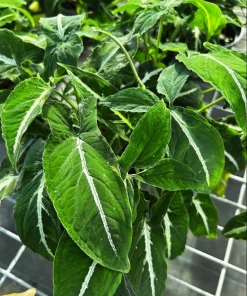 Set of 2 Syngonium Wendlandii Live Plants - 4-8 Inch Tall Tropical Houseplants - Image 5