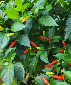 Set of 2 Tabasco Pepper Live Plants, Hot Chili Vegetable, 4-6 Inch Tall, Outdoor - Image 2