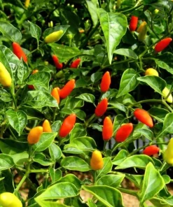 Set of 2 Tabasco Pepper Live Plants, Hot Chili Vegetable, 4-6 Inch Tall, Outdoor - Image 3