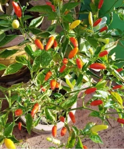 Set of 2 Tabasco Pepper Live Plants, Hot Chili Vegetable, 4-6 Inch Tall, Outdoor - Image 4
