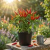 Set of 2 Tabasco Pepper Live Plants, Hot Chili Vegetable, 4-6 Inch Tall, Outdoor - Image 1