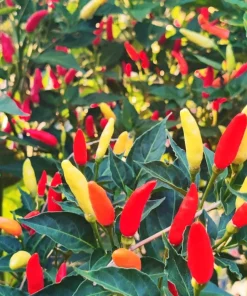 Set of 2 Tabasco Pepper Live Plants, Hot Chili Vegetable, 4-6 Inch Tall, Outdoor - Image 5