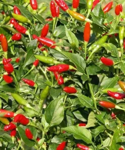 Set of 2 Tabasco Pepper Live Plants, Hot Chili Vegetable, 4-6 Inch Tall, Outdoor - Image 6