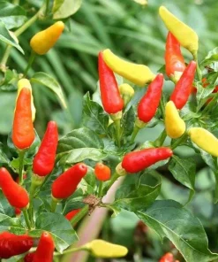 Set of 2 Tabasco Pepper Live Plants, Hot Chili Vegetable, 4-6 Inch Tall, Outdoor - Image 7