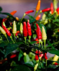 Set of 2 Tabasco Pepper Live Plants, Hot Chili Vegetable, 4-6 Inch Tall, Outdoor - Image 8