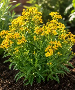 Set of 2 Texas Tarragon Plants Live for Planting, 4-8 Inch, Culinary Herb - Image 6