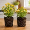 Set of 2 Texas Tarragon Plants Live for Planting, 4-8 Inch, Culinary Herb - Image 1