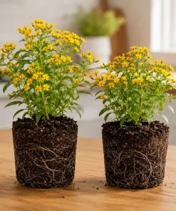 Set of 2 Texas Tarragon Plants Live for Planting, 4-8 Inch, Culinary Herb - Image 1