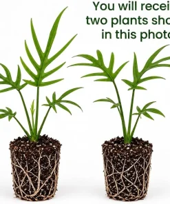 Set of 2 Tortum Philodendron Live Plant for Home, 4-8 Inch Tall, No Pot - Image 2