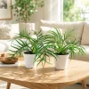 Set of 2 Tortum Philodendron Live Plant for Home, 4-8 Inch Tall, No Pot - Image 1