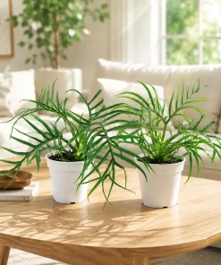 Set of 2 Tortum Philodendron Live Plant for Home, 4-8 Inch Tall, No Pot - Image 1
