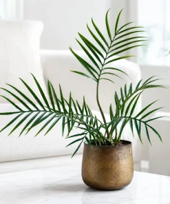 Set of 2 Tortum Philodendron Live Plant for Home, 4-8 Inch Tall, No Pot - Image 3