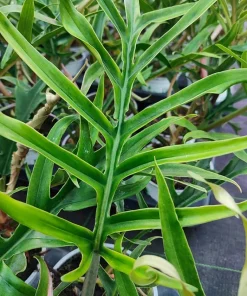 Set of 2 Tortum Philodendron Live Plant for Home, 4-8 Inch Tall, No Pot - Image 4