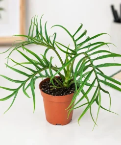 Set of 2 Tortum Philodendron Live Plant for Home, 4-8 Inch Tall, No Pot - Image 6