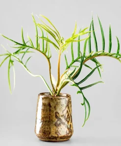 Set of 2 Tortum Philodendron Live Plant for Home, 4-8 Inch Tall, No Pot - Image 7