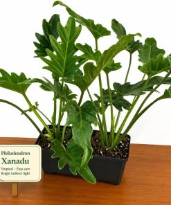 Set of 2 Tree Philodendron Live Plants, Faux Monstera, Indoor Tropical, 5-8 Inch Tall, 4 Inch Pot - Image 2