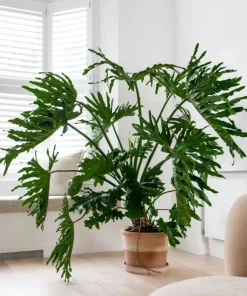 Set of 2 Tree Philodendron Live Plants, Faux Monstera, Indoor Tropical, 5-8 Inch Tall, 4 Inch Pot - Image 3