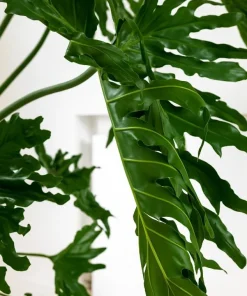 Set of 2 Tree Philodendron Live Plants, Faux Monstera, Indoor Tropical, 5-8 Inch Tall, 4 Inch Pot - Image 4