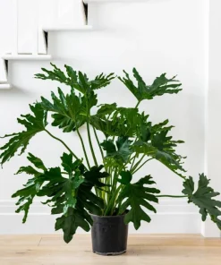 Set of 2 Tree Philodendron Live Plants, Faux Monstera, Indoor Tropical, 5-8 Inch Tall, 4 Inch Pot - Image 5