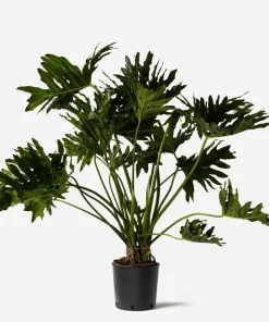 Set of 2 Tree Philodendron Live Plants, Faux Monstera, Indoor Tropical, 5-8 Inch Tall, 4 Inch Pot - Image 6