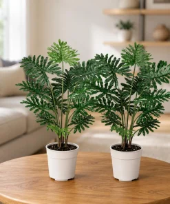 Set of 2 Tree Philodendron Live Plants, Faux Monstera, Indoor Tropical, 5-8 Inch Tall, 4 Inch Pot - Image 1