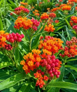 Set of 2 Tropical Milkweed Live Plants - Orange Red Flowers 4-8 Inch Tall - Image 3