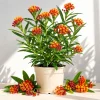 Set of 2 Tropical Milkweed Live Plants - Orange Red Flowers 4-8 Inch Tall - Image 1