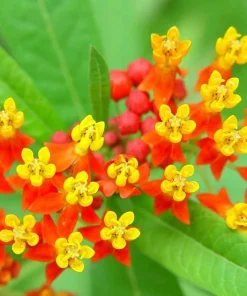 Set of 2 Tropical Milkweed Live Plants - Orange Red Flowers 4-8 Inch Tall - Image 6
