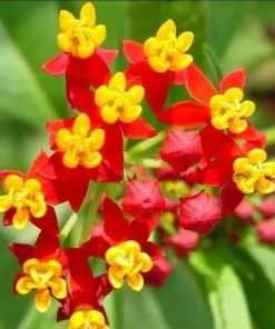 Set of 2 Tropical Milkweed Live Plants - Orange Red Flowers 4-8 Inch Tall - Image 7