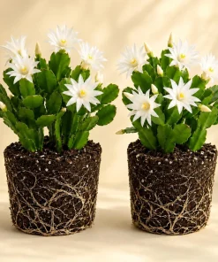 Set of 2 White Easter Cactus Live Plants, 4-8 Inch Tall Houseplant - Image 1