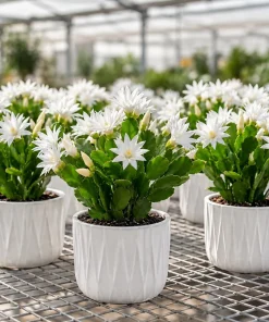 Set of 2 White Easter Cactus Live Plants, 4-8 Inch Tall Houseplant - Image 4