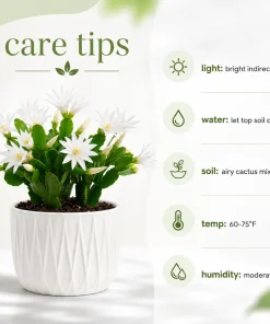 Set of 2 White Easter Cactus Live Plants, 4-8 Inch Tall Houseplant - Image 6