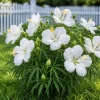 Set of 2 White Hibiscus Live Plants – Tropical Flowering Shrub – 4-8 Inch Tall - Image 1