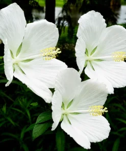 Set of 2 White Hibiscus Live Plants – Tropical Flowering Shrub – 4-8 Inch Tall - Image 6